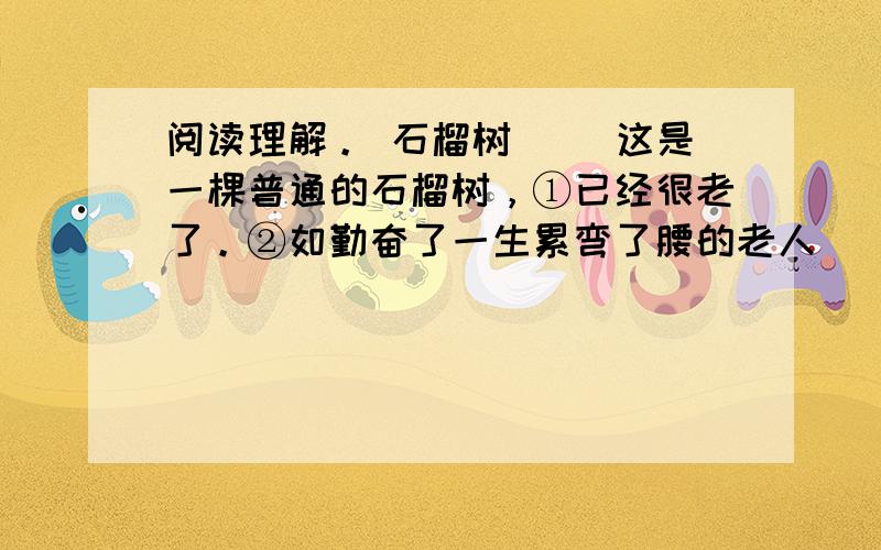 阅读理解。 石榴树 　　这是一棵普通的石榴树，①已经很老了。②如勤奋了一生累弯了腰的老人