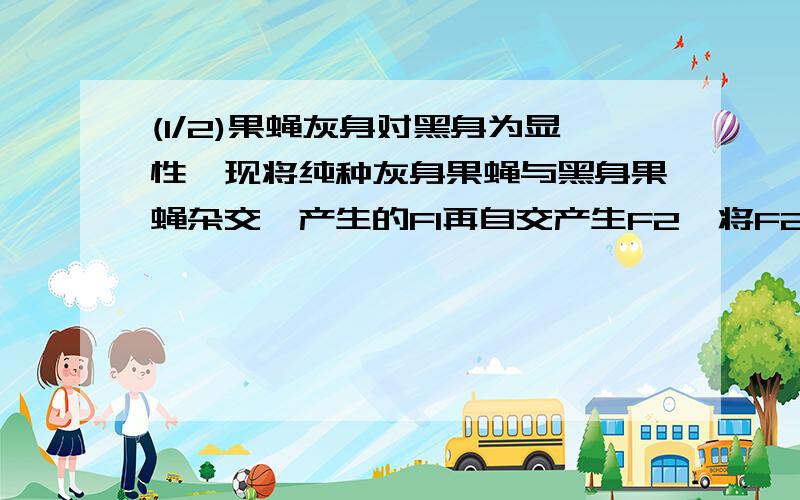 (1/2)果蝇灰身对黑身为显性,现将纯种灰身果蝇与黑身果蝇杂交,产生的F1再自交产生F2,将F2中所有黑身果...