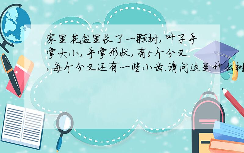 家里花盆里长了一颗树,叶子手掌大小,手掌形状,有5个分叉,每个分叉还有一些小齿.请问这是什么树?