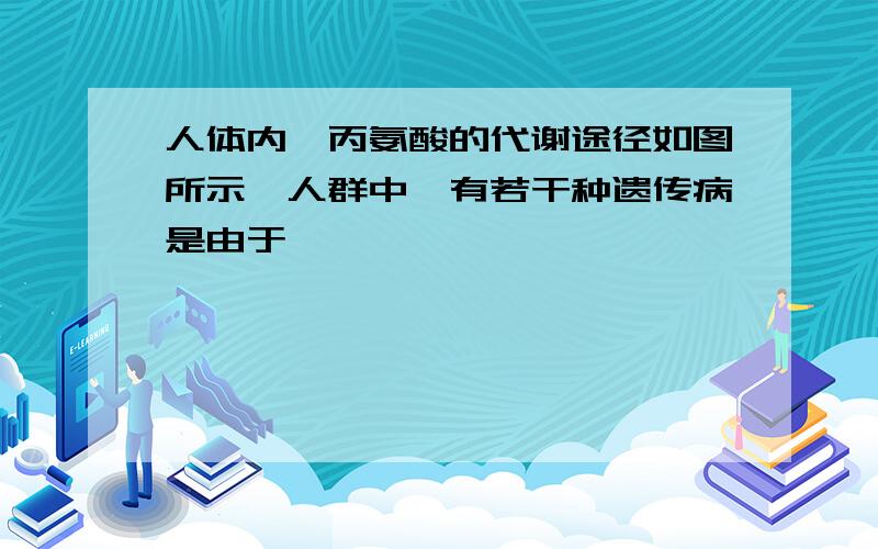 人体内苯丙氨酸的代谢途径如图所示,人群中,有若干种遗传病是由于