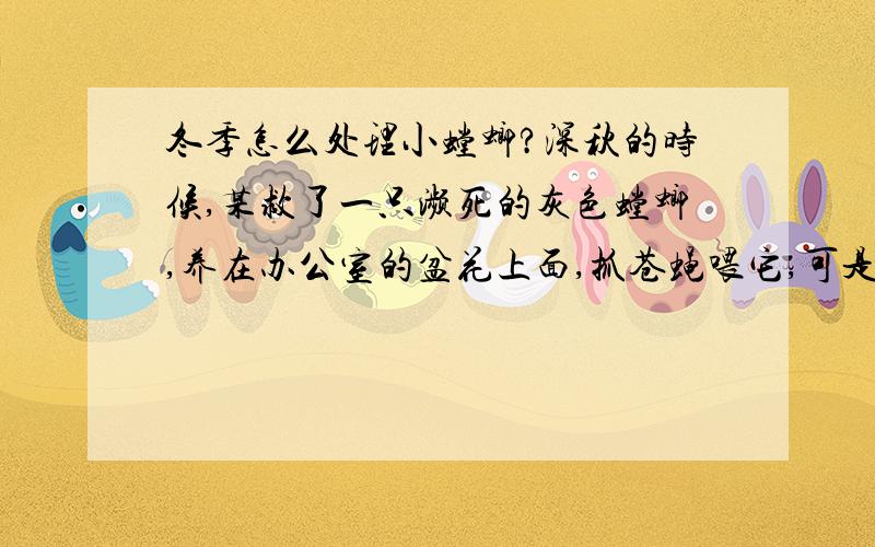 冬季怎么处理小螳螂?深秋的时候,某救了一只濒死的灰色螳螂,养在办公室的盆花上面,抓苍蝇喂它,可是不久他还是死了.12月2