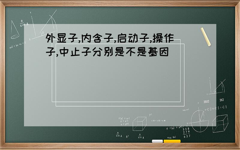 外显子,内含子,启动子,操作子,中止子分别是不是基因