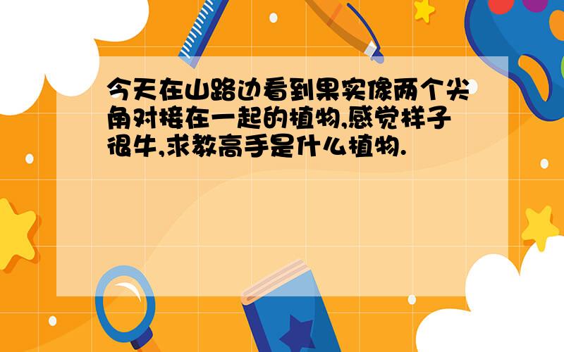 今天在山路边看到果实像两个尖角对接在一起的植物,感觉样子很牛,求教高手是什么植物.