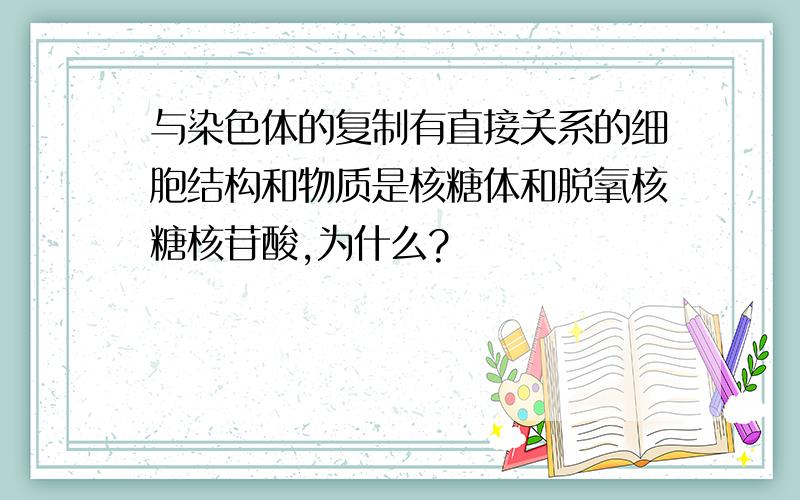 与染色体的复制有直接关系的细胞结构和物质是核糖体和脱氧核糖核苷酸,为什么?