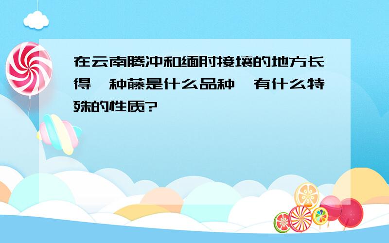 在云南腾冲和缅甸接壤的地方长得一种藤是什么品种,有什么特殊的性质?