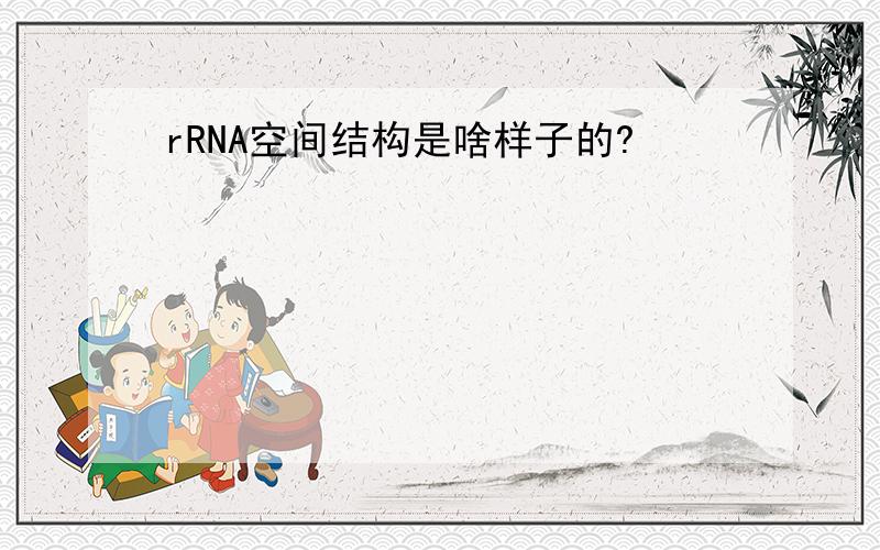 rRNA空间结构是啥样子的?