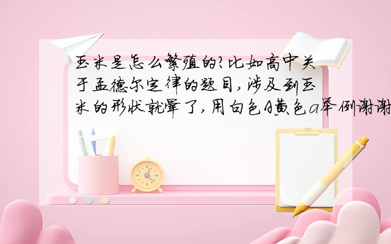 玉米是怎么繁殖的?比如高中关于孟德尔定律的题目,涉及到玉米的形状就晕了,用白色A黄色a举例谢谢