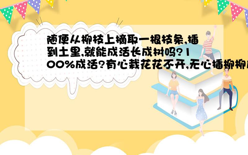 随便从柳枝上摘取一根枝条,插到土里,就能成活长成树吗?100%成活?有心栽花花不开,无心插柳柳成荫