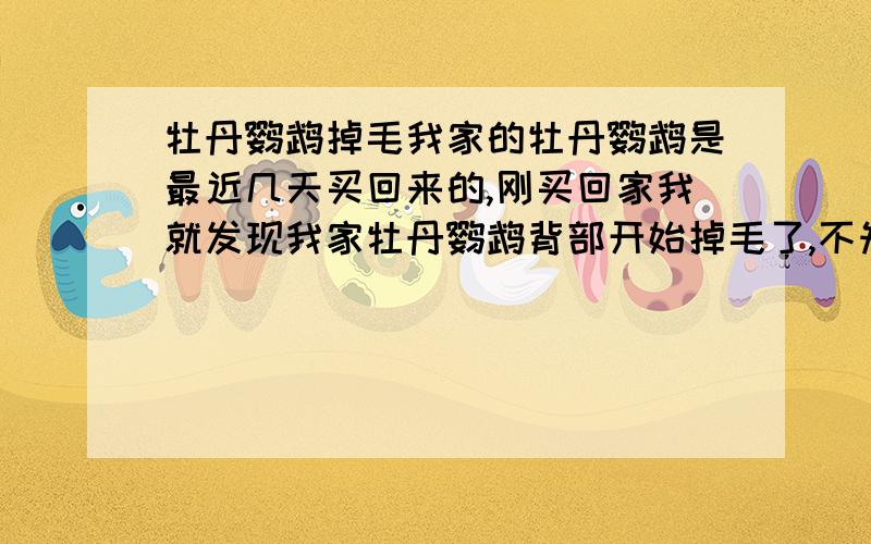 牡丹鹦鹉掉毛我家的牡丹鹦鹉是最近几天买回来的,刚买回家我就发现我家牡丹鹦鹉背部开始掉毛了,不知道是不是被另一只牡丹鹦鹉啄