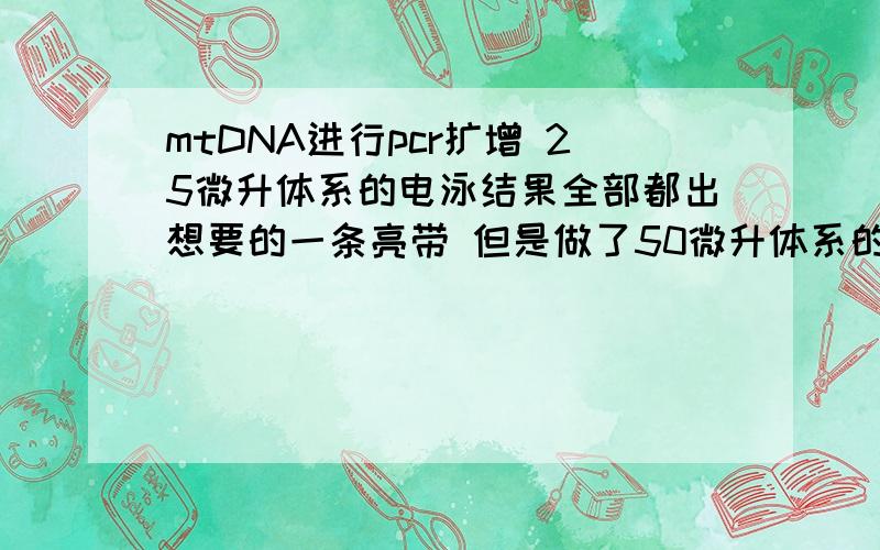 mtDNA进行pcr扩增 25微升体系的电泳结果全部都出想要的一条亮带 但是做了50微升体系的之后跑电泳 许多不出条带