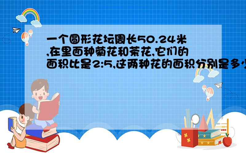 一个圆形花坛周长50.24米,在里面种菊花和茶花,它们的面积比是2:5,这两种花的面积分别是多少?