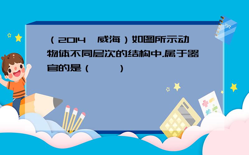 （2014•威海）如图所示动物体不同层次的结构中，属于器官的是（　　）