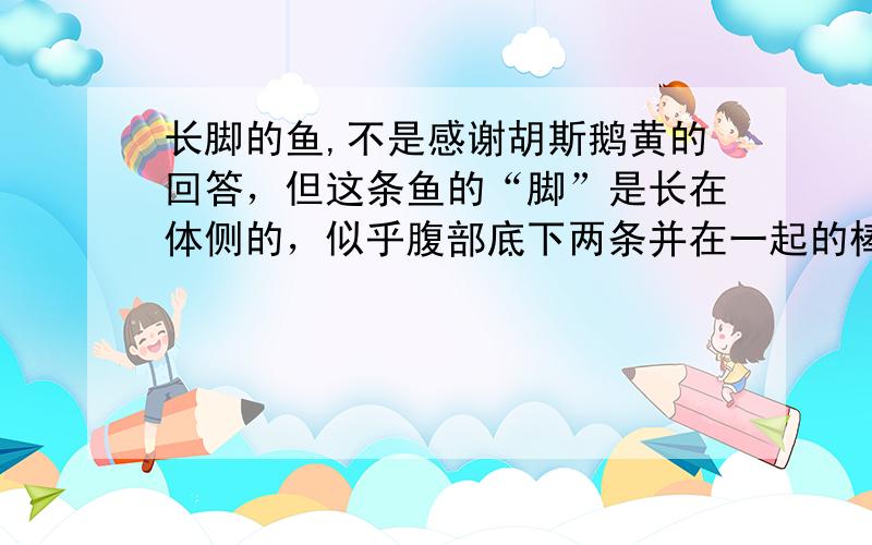 长脚的鱼,不是感谢胡斯鹅黄的回答，但这条鱼的“脚”是长在体侧的，似乎腹部底下两条并在一起的棒状物才是交接器