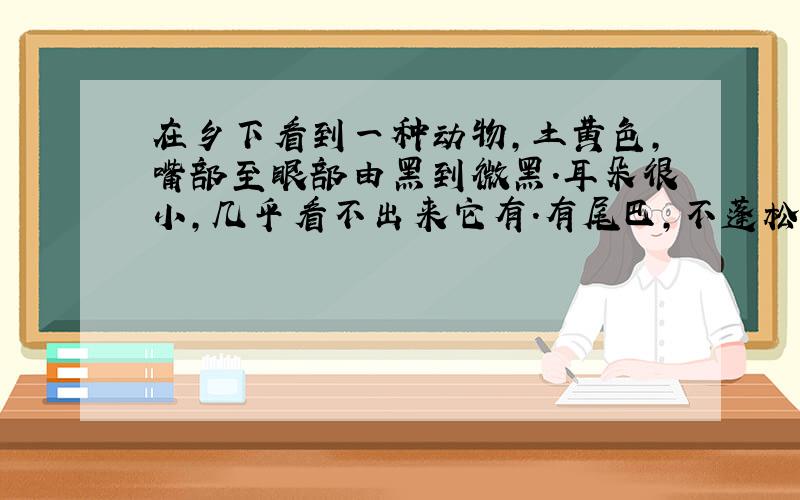 在乡下看到一种动物,土黄色,嘴部至眼部由黑到微黑.耳朵很小,几乎看不出来它有.有尾巴,不蓬松,但比猫的粗一点,十几厘米,